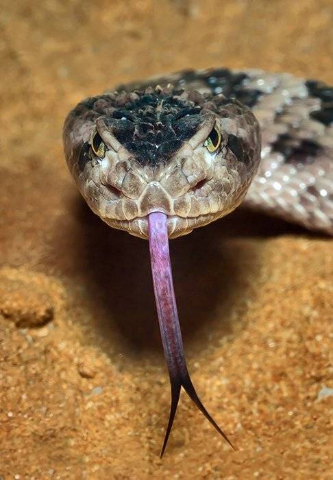 цепочная, гадюка, змеи, язык, Марк Пономаренко