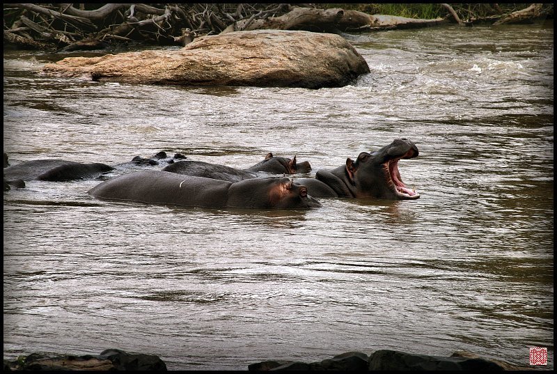 Ебемоты, бегемоты, гиппопотамы, Южная Африка Хотели Бегемотов? Да пожалуйста! фото превью