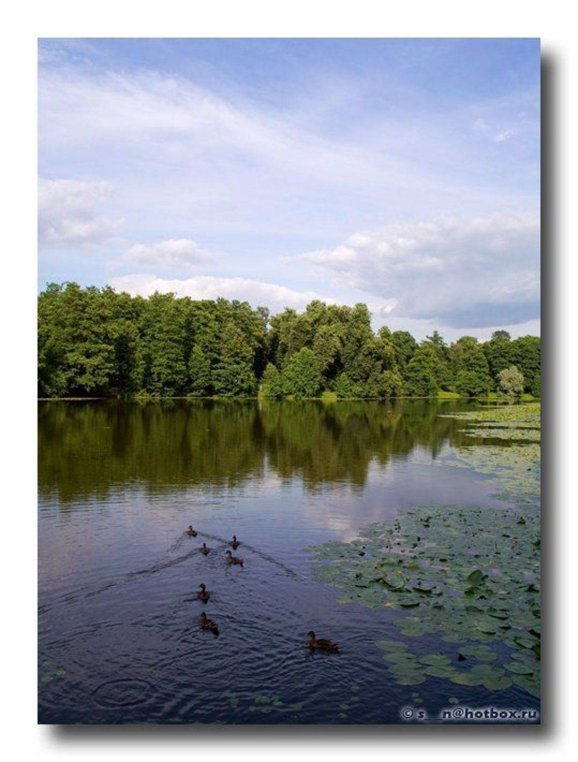 пруд, утки, лето, Надежда