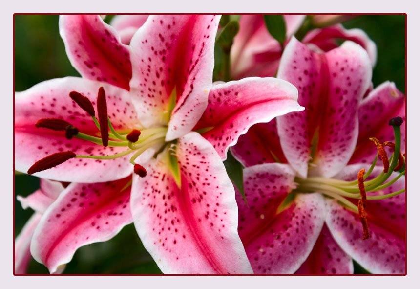 Лилия, цветы,, Fantom