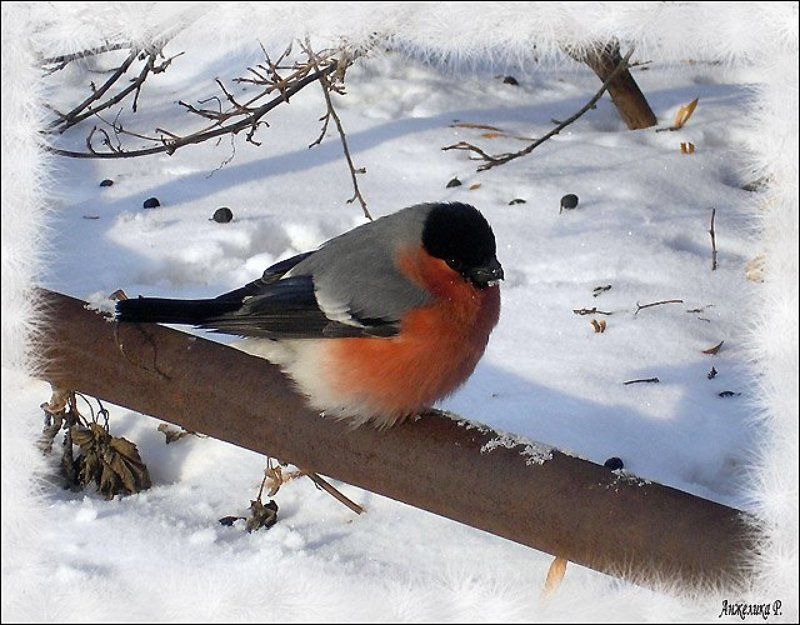 Снегирь, птица Снегирь фото превью