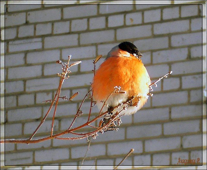 Снегирь, птица, шарик, апельсин Ещё один шарик на веточке фото превью