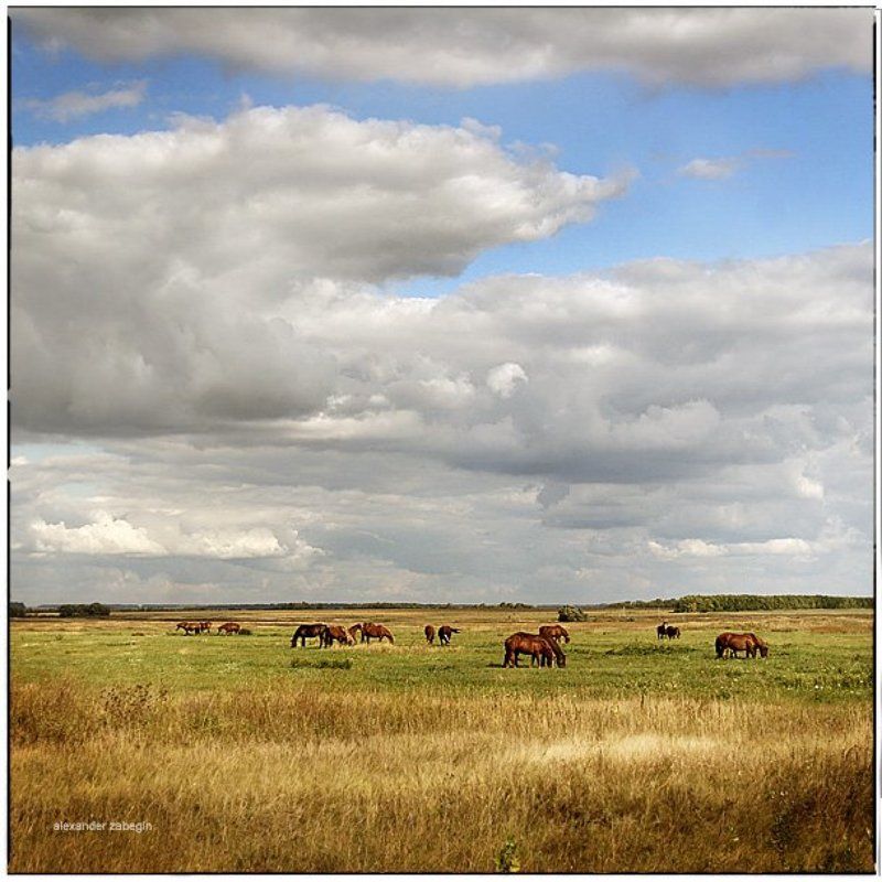 лошадь, лошади, конь, horses, horse, equi, zabegin *** фото превью