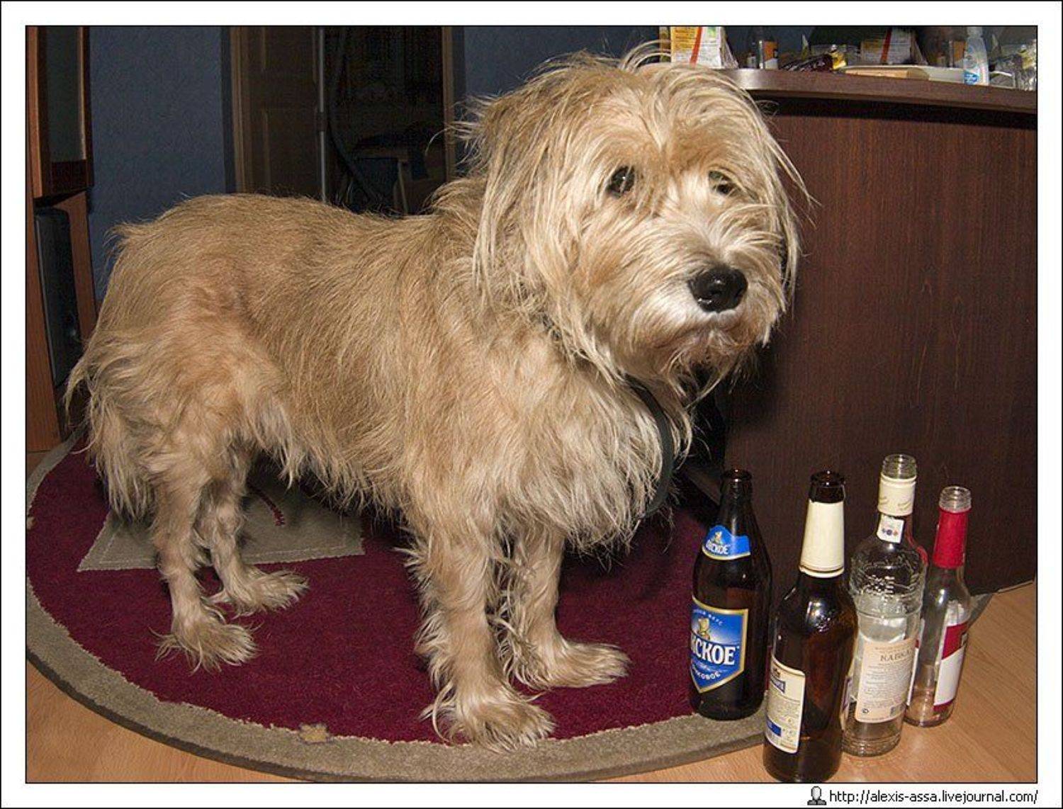 собака, бабака, Alexis Assa