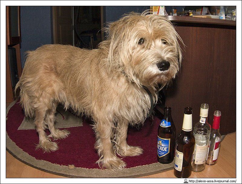 собака, бабака Хозяин, может быть хватит? фото превью