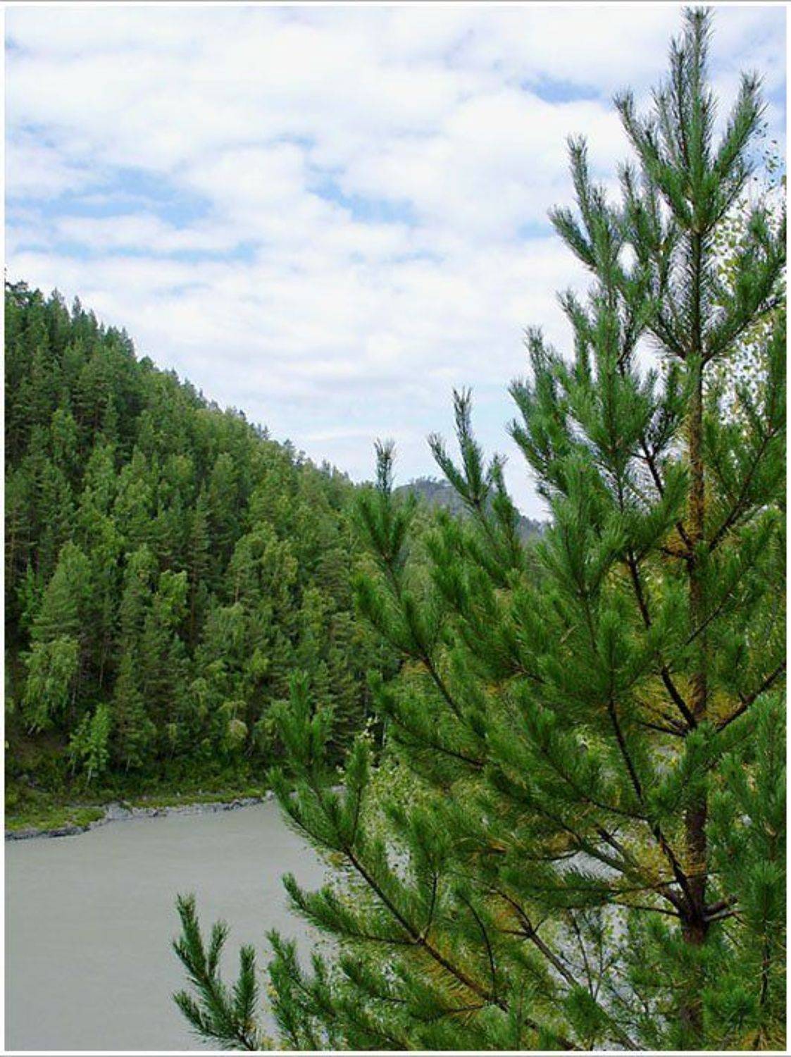 природа ,ель, Алексей
