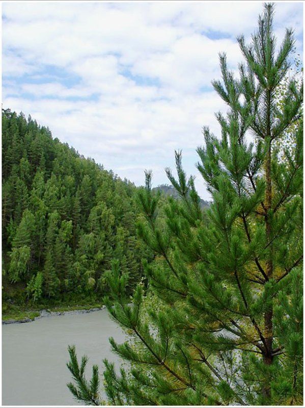 природа ,ель Алтайский пейзаж фото превью