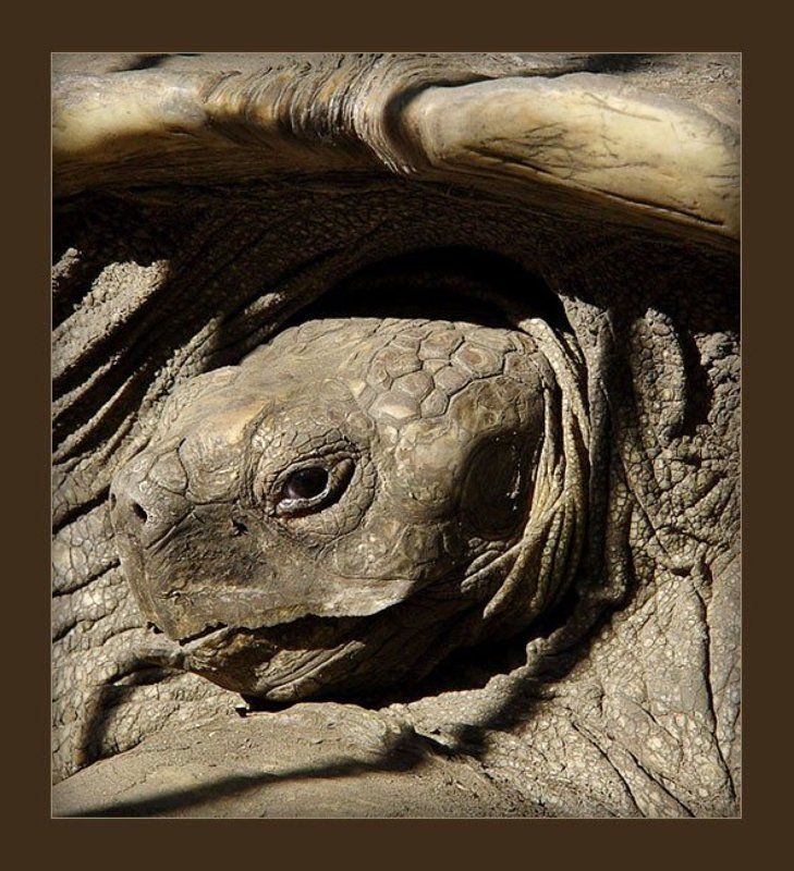 черепашка Тортилла фото превью