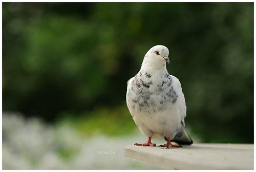 .white dove