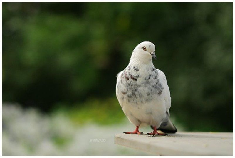 белый, голубь, .white dove фото превью