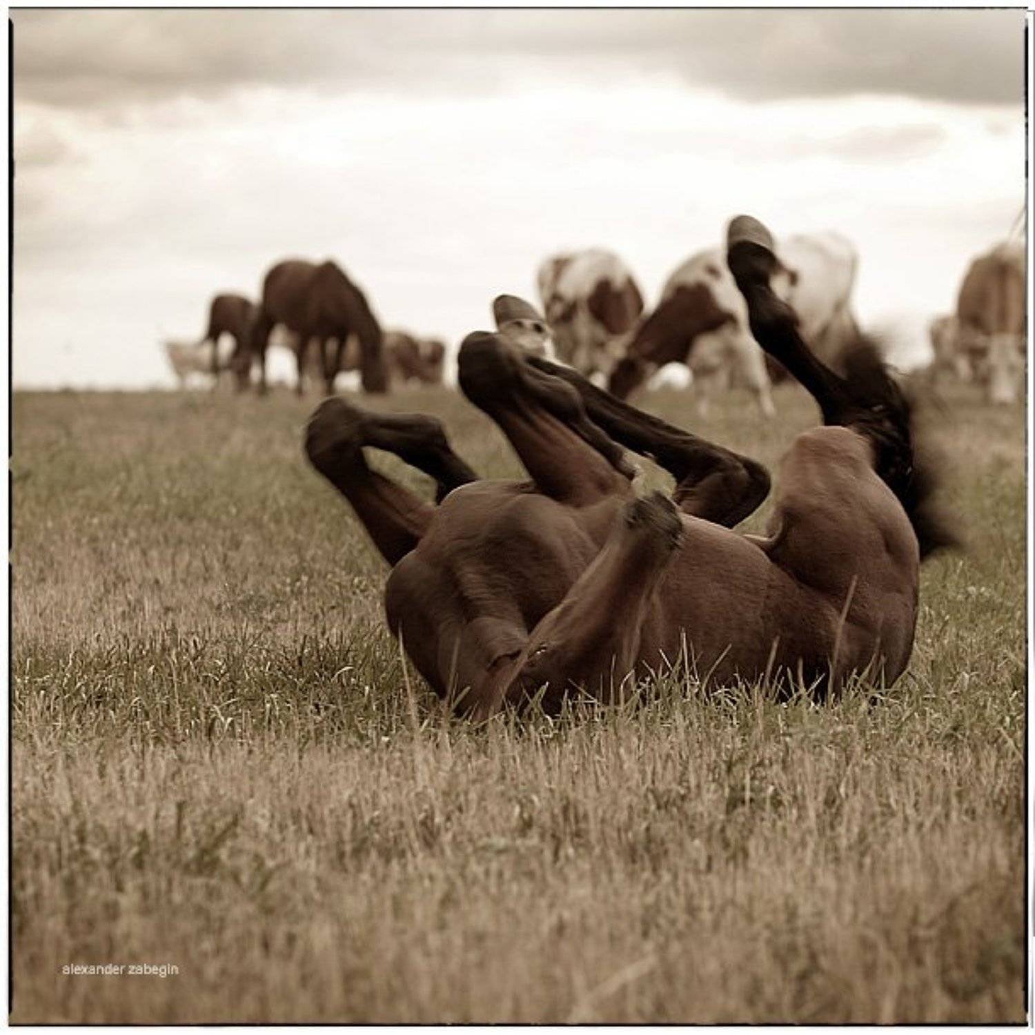 лошадь, лошади, конь, horses, horse, equi, zabegin, Alexander Zabegin