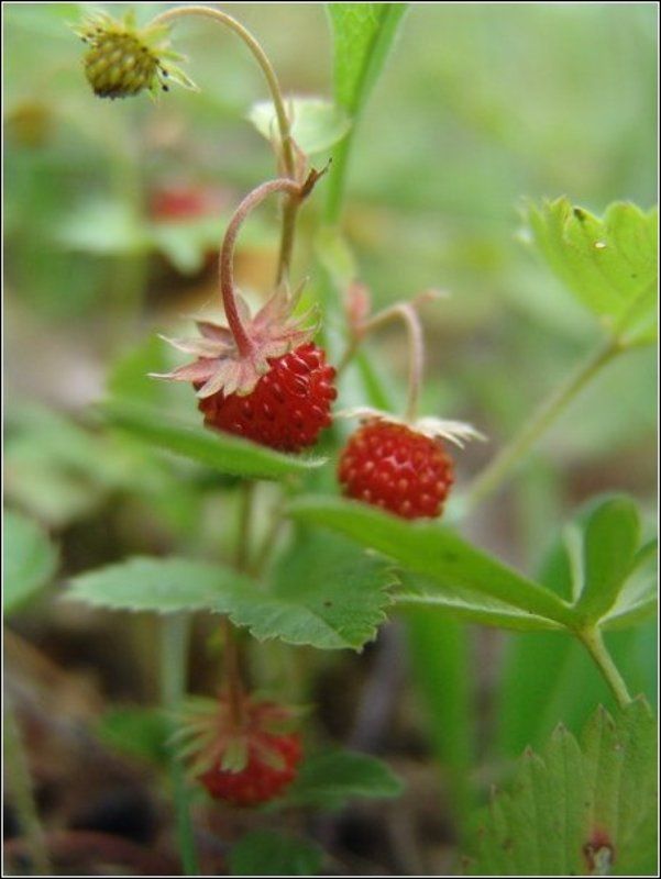 земляника, природа, лето, лес Прижаться фото превью