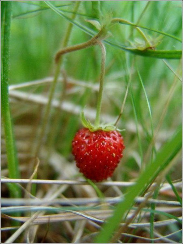 земляника, природа, лето, лес Съешь меня :) фото превью