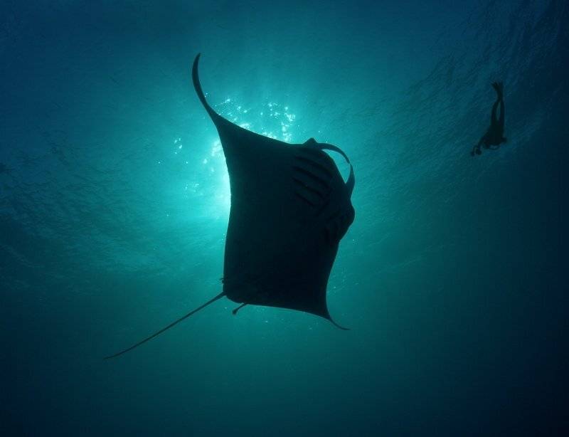 манта танец подводное, fotomafia