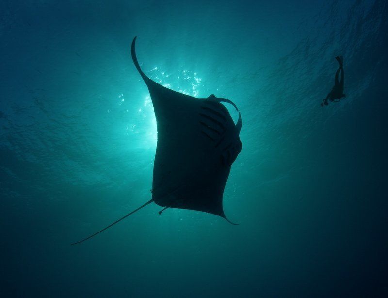 манта танец подводное Manta\'s dance фото превью