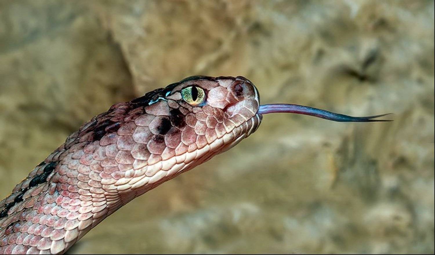 змеи, рептилии, пресмыкающиеся, цепочная, гадюка, Марк Пономаренко