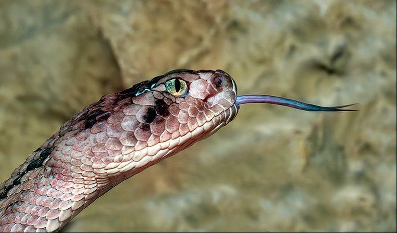 змеи, рептилии, пресмыкающиеся, цепочная, гадюка портрет гада в  профиль... фото превью