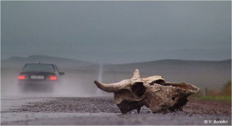 череп, коровы, Вадько