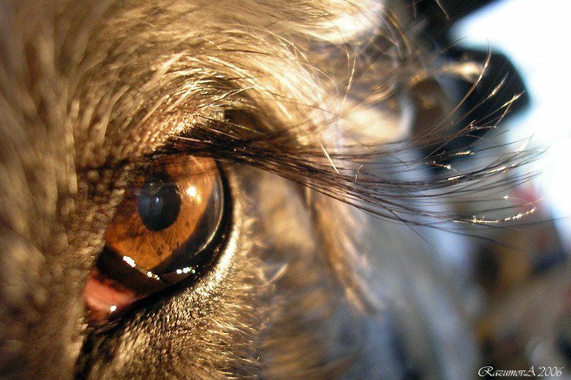 Ресницы, Чуня, Миттельшнауцер, собака, глаз Хлопая ресницами и взлетая... фото превью