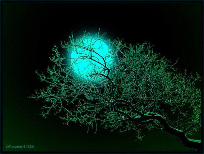 Ветка на фоне луны, хайку, хокку Расскажи мне хайку фото превью