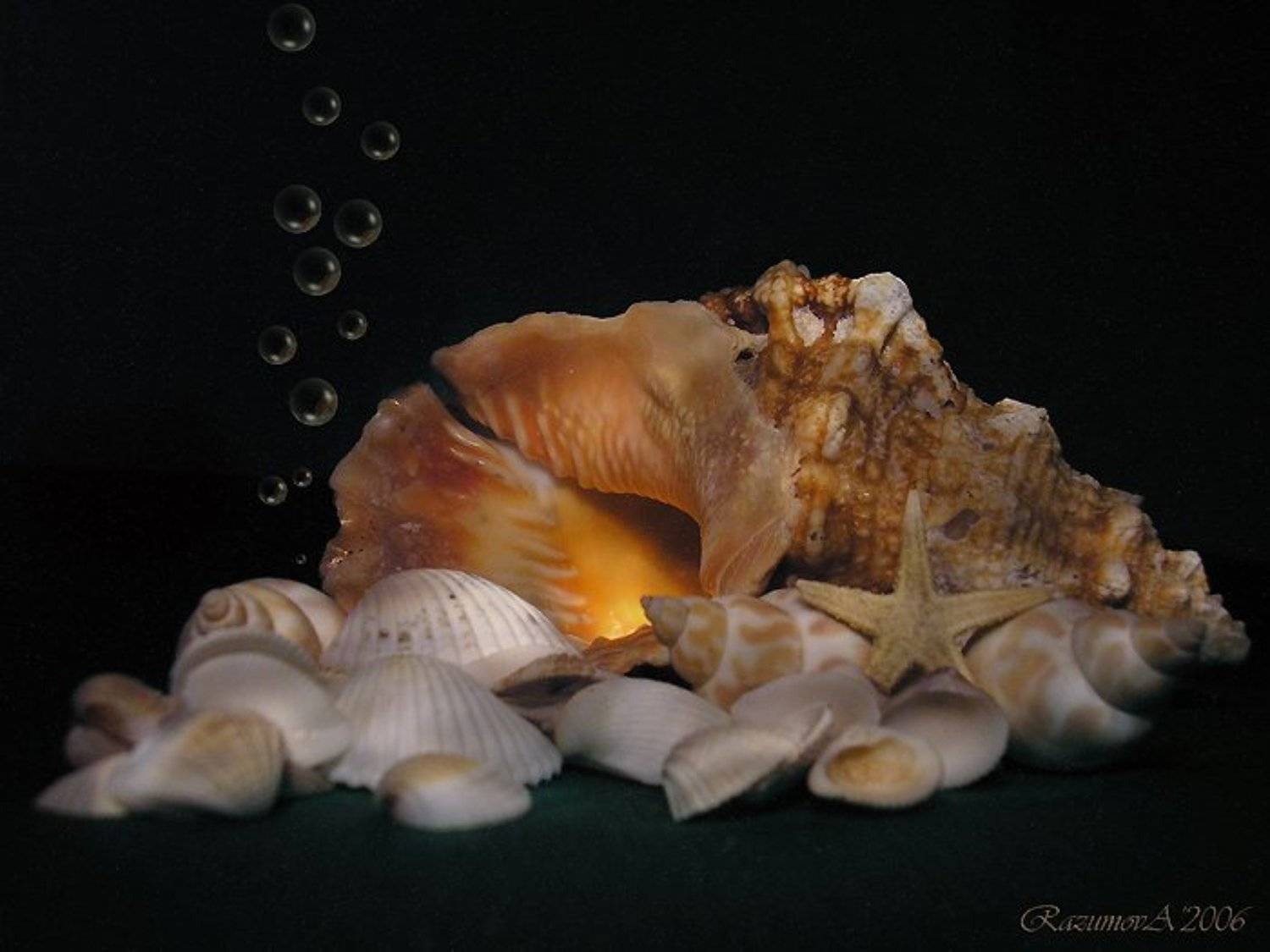 Ракушки, натюрморт, световая кисть, Anjelochka
