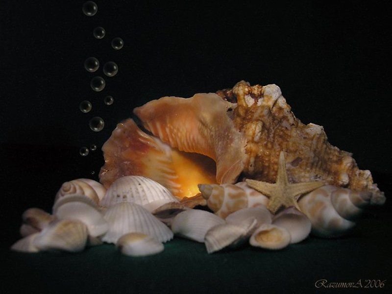 Ракушки, натюрморт, световая кисть Морской фото превью