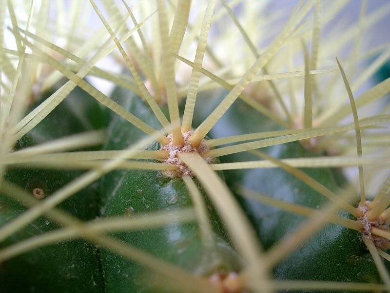 макро, кактус, senjor