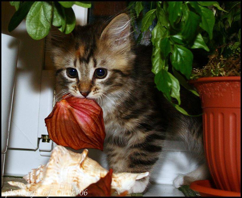 Масяня, котенок, пятница, Петрова Мария