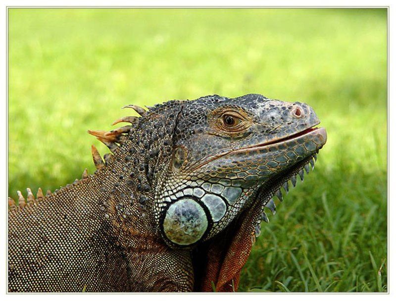 Дракон на пленэре Задумчивый дракон фото превью