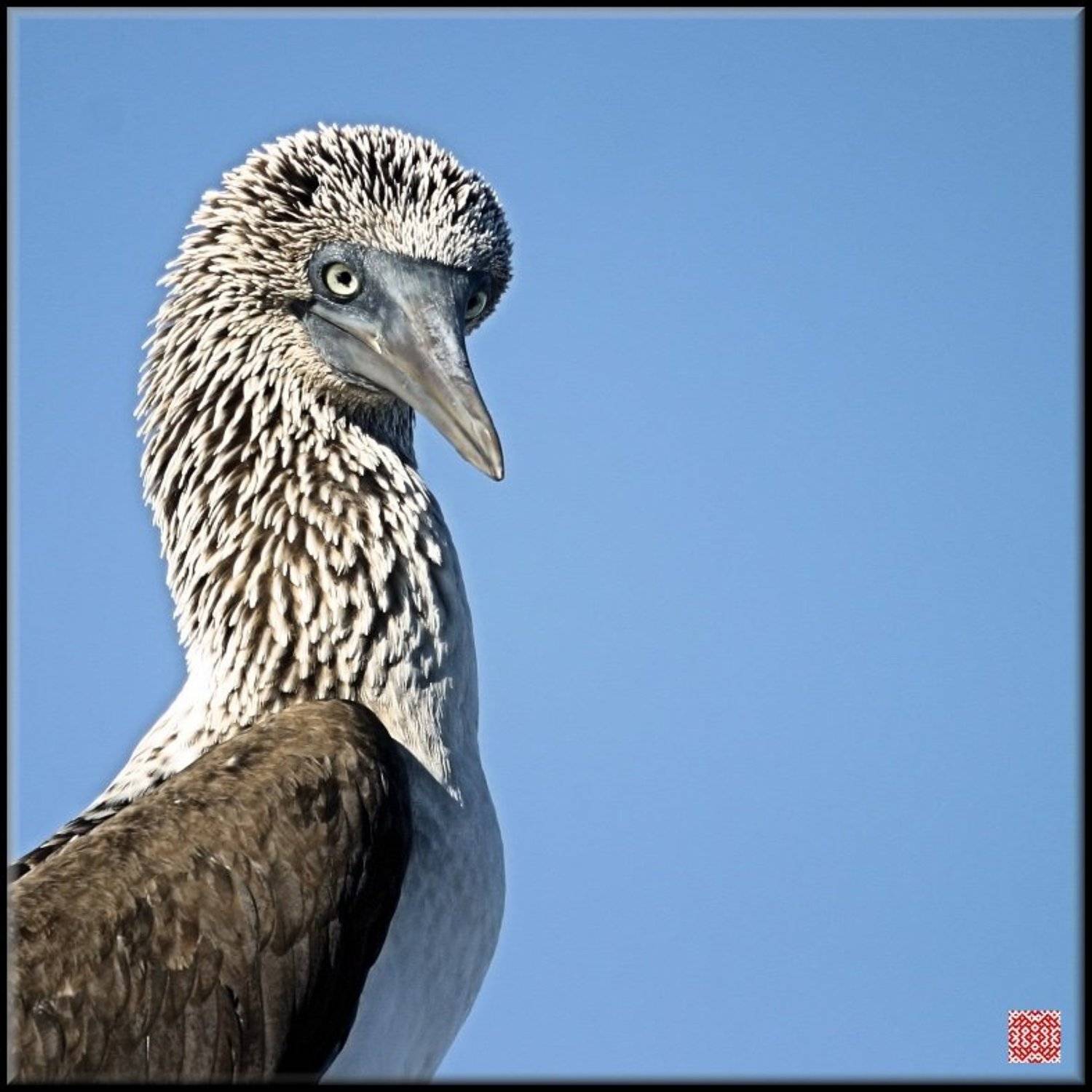 Blue footed Boobie, Галапагосские острова, Эквадор, Cairns