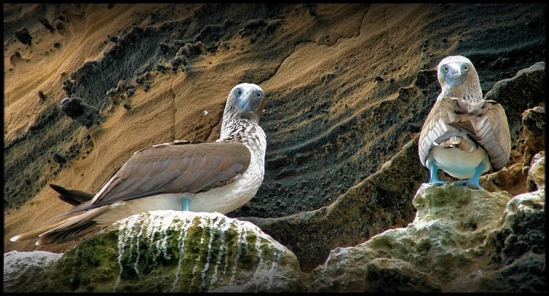Blue footed Boobie, Галапагосские острова, Эквадор Придурки галапагосские фото превью