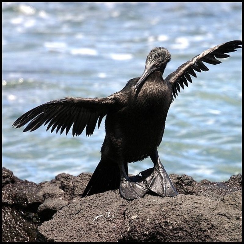 Flyless Cormoran, Галапагосские острова, Эквадор Нелетающая птица корморан фото превью