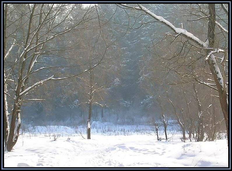 Зима, снег, лес, деревья, senjor