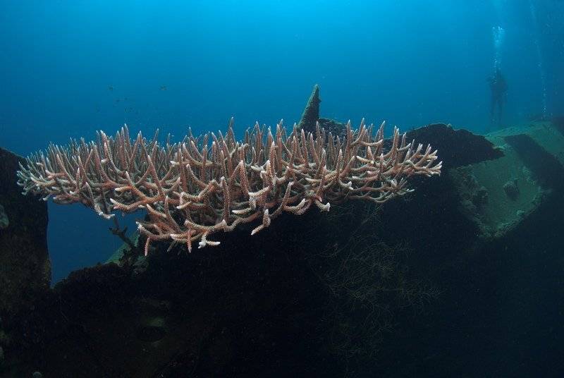 корабль дайвер коралл, fotomafia