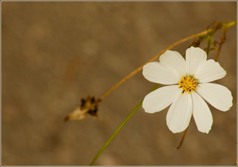 флора, цветок *** фото превью