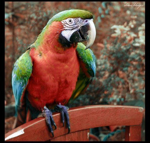 Ара, Ара... Арина Я!