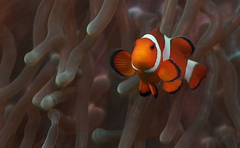 анфиприон клоун, fotomafia