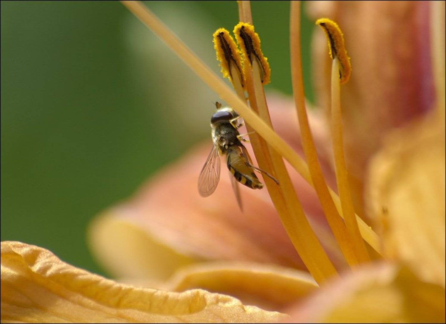 макро, цветы, лилии, насекомые, D.Mych