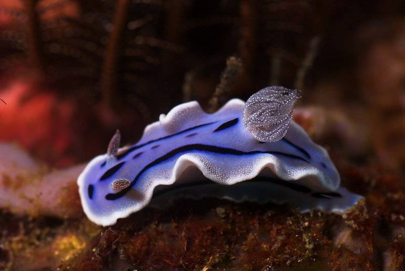 голожаберный, моллюск, fotomafia