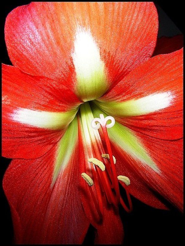 цветок, звезда, пестик Я тут пестиков начальник и тычинок командир! фото превью