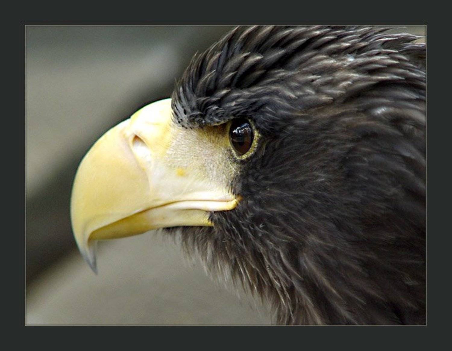 орел, Алексей