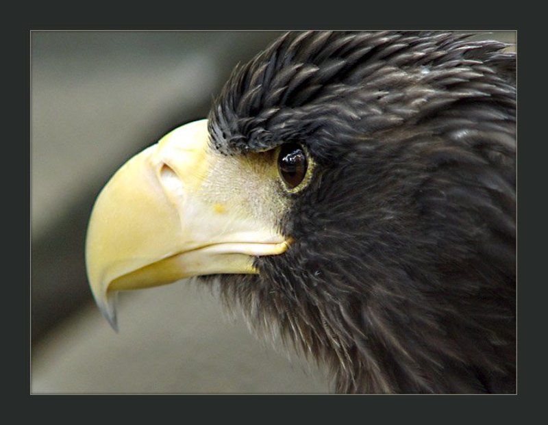 орел Aquila фото превью