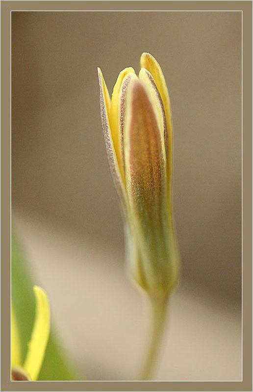 нежная фото превью