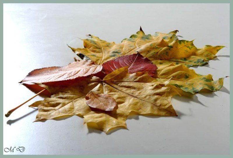 листья, осень,натюрморт Что такое осень ? фото превью