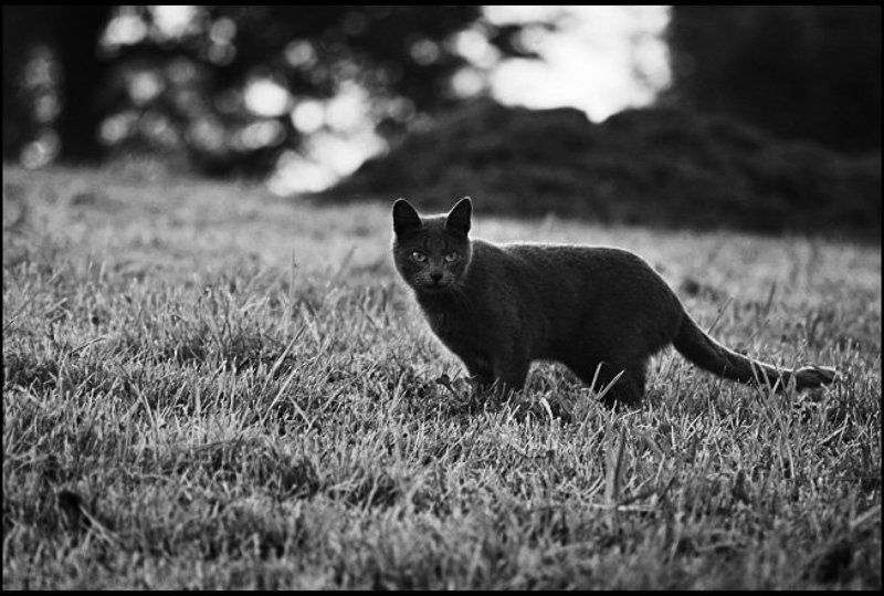 Lucem, кошка, трава сама по себе фото превью