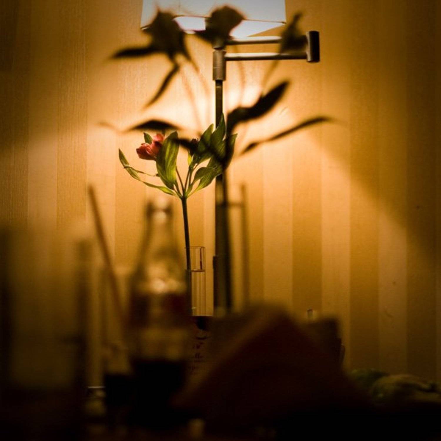 цветок, takachi , кафе, Oleg Tkachenko