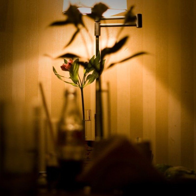 цветок, takachi , кафе луч цвета в темном царстве фото превью