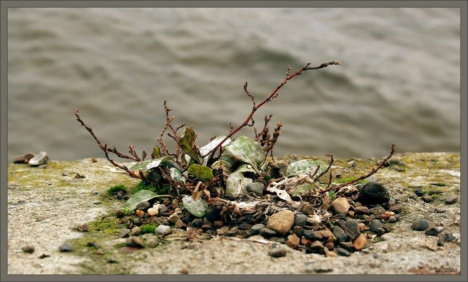 набережная, ветки, экибана, осень, куст, камни, Олеся Ласкова