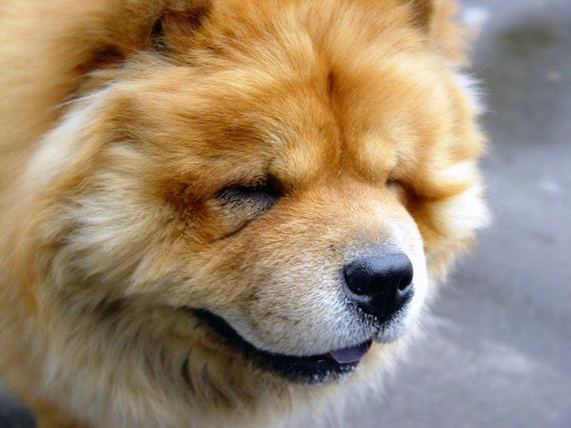 чао-чао Сейчас, чихну.... фото превью