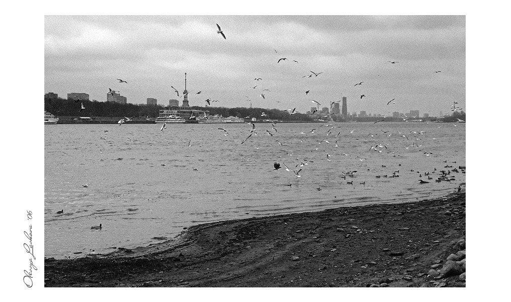 москва, тушино, набережная, чайки, декабрь, Олеся Ласкова
